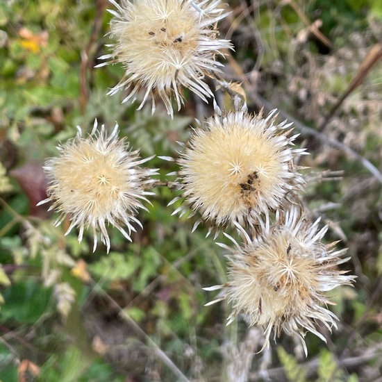 Carlina vulgaris: Plant in nature in the NatureSpots App