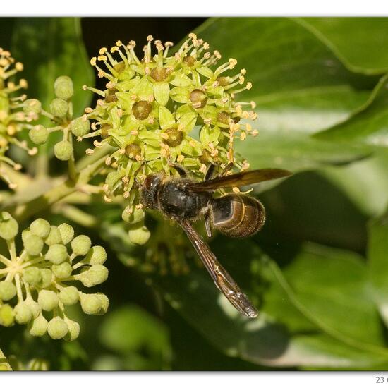 Vespa velutina: Tier in der Natur in der NatureSpots App