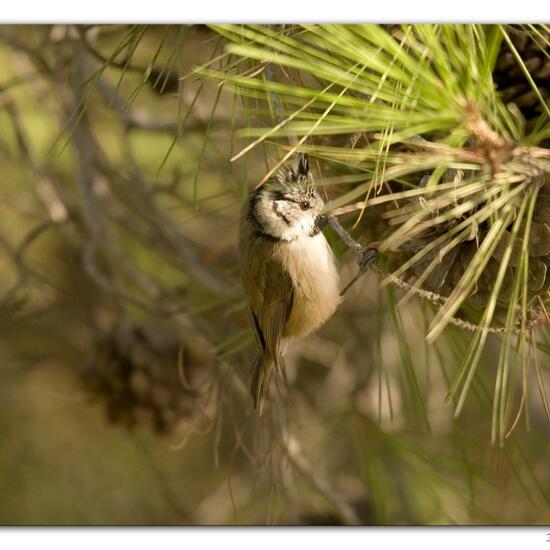 Haubenmeise: Tier im Habitat Hinterhof in der NatureSpots App