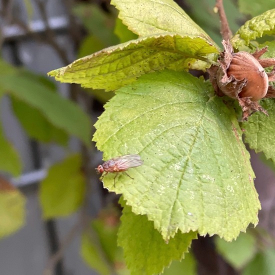 Gemeine Hasel: Pflanze im Habitat Habitat manuell eingeben in der NatureSpots App