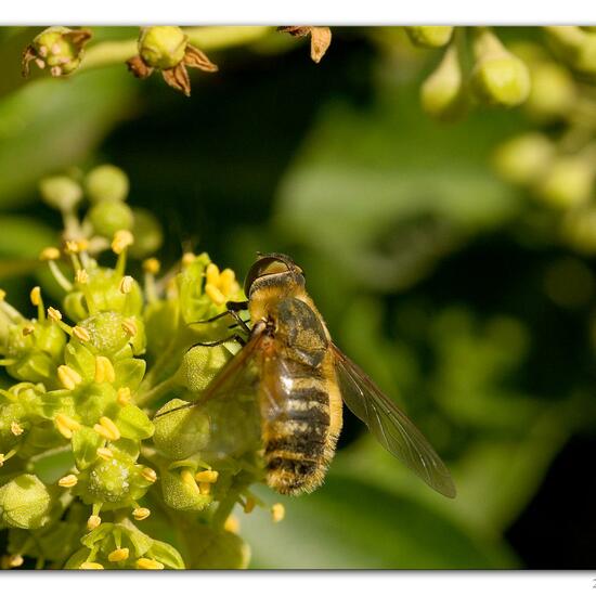 Hottentottenfliege: Tier in der Natur in der NatureSpots App