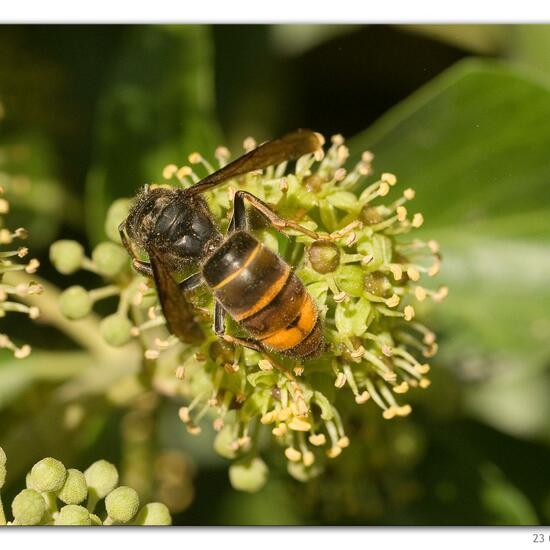 Vespa velutina: Tier in der Natur in der NatureSpots App