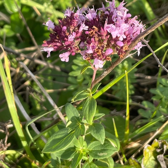 Oregano: Pflanze im Habitat Landwirtschaftliche Wiese in der NatureSpots App