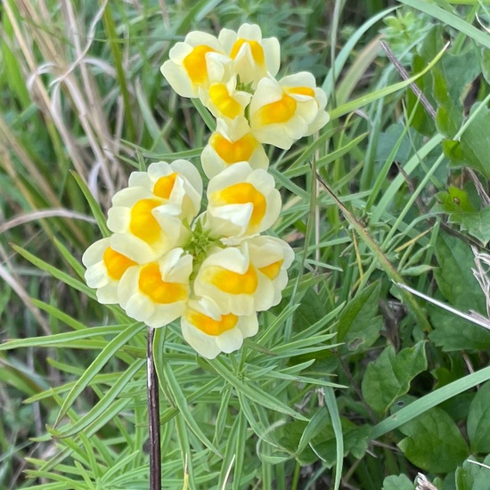 Linaria vulgaris: Plant in habitat Agricultural meadow in the NatureSpots App