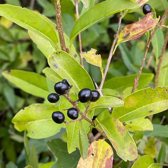 Gewöhnlicher Liguster: Pflanze im Habitat Grasland und Büsche in der NatureSpots App