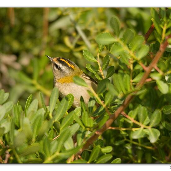 Common Firecrest: Animal in habitat Backyard in the NatureSpots App