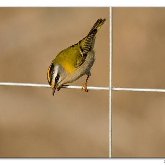 Common Firecrest: Animal in habitat Backyard in the NatureSpots App