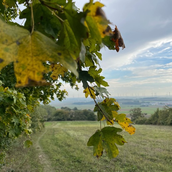 Feldahorn: Pflanze im Habitat Ackerrandstreifen in der NatureSpots App