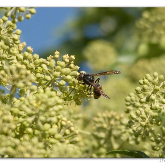 Vespa velutina: Tier in der Natur in der NatureSpots App