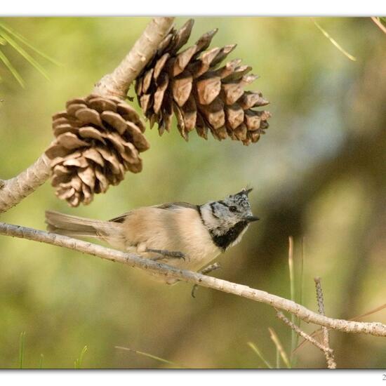 Haubenmeise: Tier im Habitat Hinterhof in der NatureSpots App