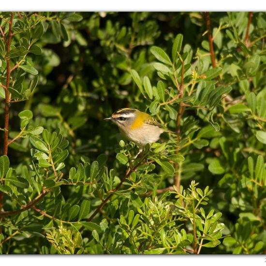 Common Firecrest: Animal in habitat Backyard in the NatureSpots App