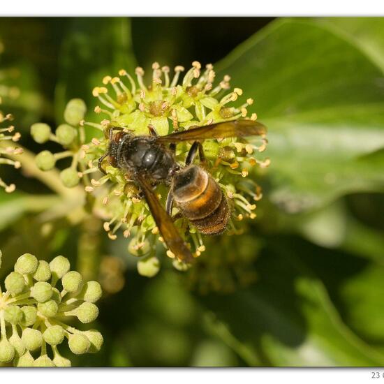 Vespa velutina: Tier in der Natur in der NatureSpots App