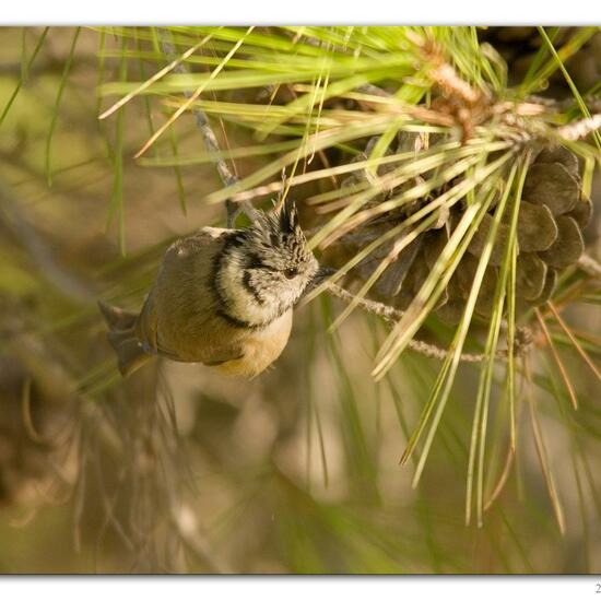 Haubenmeise: Tier im Habitat Hinterhof in der NatureSpots App