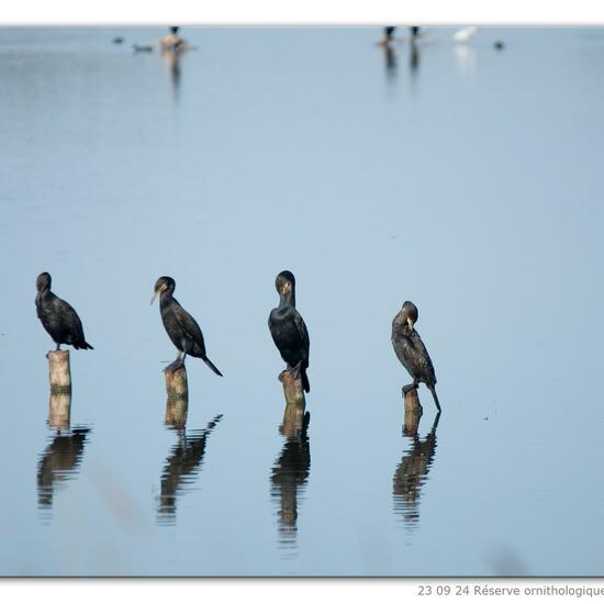 Phalacrocorax carbo carbo: Tier im Habitat Habitat manuell eingeben in der NatureSpots App