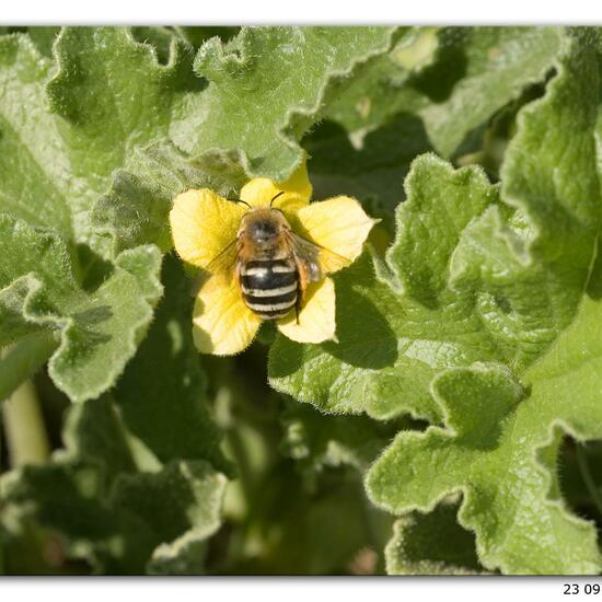 Amegilla quadrifasciata: Tier im Habitat Hinterhof in der NatureSpots App