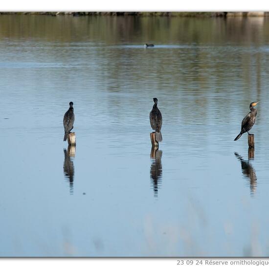 Phalacrocorax carbo carbo: Tier in der Natur in der NatureSpots App