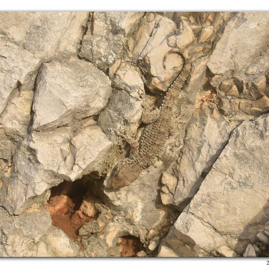 Tarentola mauritanica: Animal in habitat Rock areas in the NatureSpots App