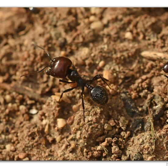 Messor barbarus: Animal in habitat Rock areas in the NatureSpots App