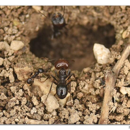 Messor barbarus: Tier im Habitat Felsgebiet in der NatureSpots App