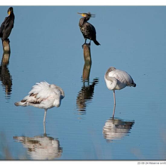 Rosaflamingo: Tier in der Natur in der NatureSpots App