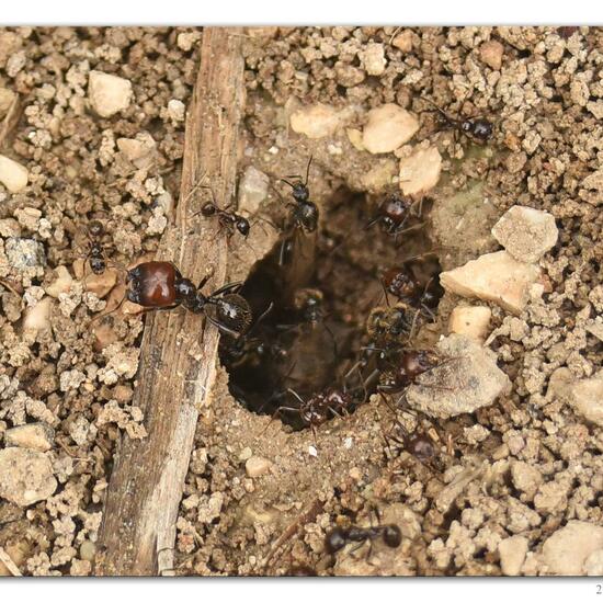 Messor barbarus: Animal in habitat Rock areas in the NatureSpots App