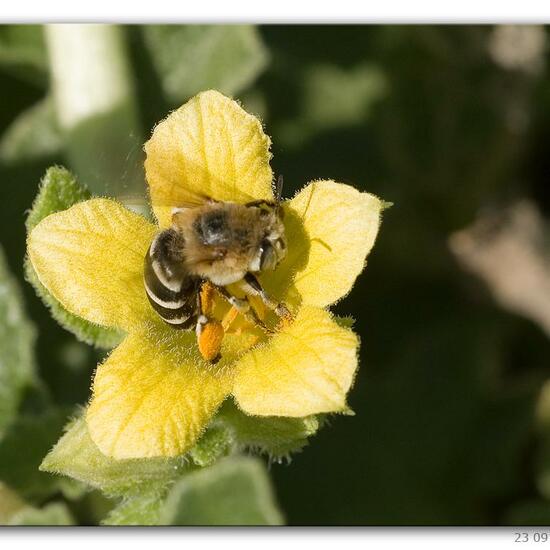 Amegilla quadrifasciata: Tier im Habitat Hinterhof in der NatureSpots App