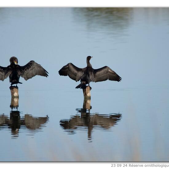 Phalacrocorax carbo carbo: Tier im Habitat Habitat manuell eingeben in der NatureSpots App