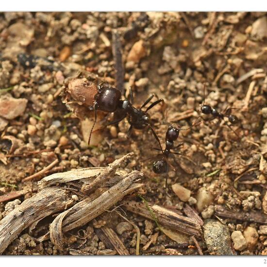 Messor barbarus: Animal in habitat Rock areas in the NatureSpots App