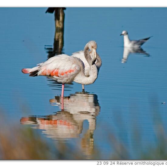 Greater Flamingo: Animal in nature in the NatureSpots App