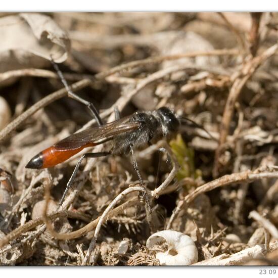 Gemeine Sandwespe: Tier in der Natur in der NatureSpots App