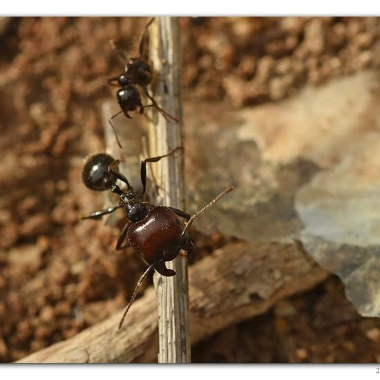 Messor barbarus: Tier im Habitat Felsgebiet in der NatureSpots App