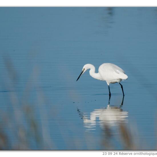 Little Egret: Animal in nature in the NatureSpots App