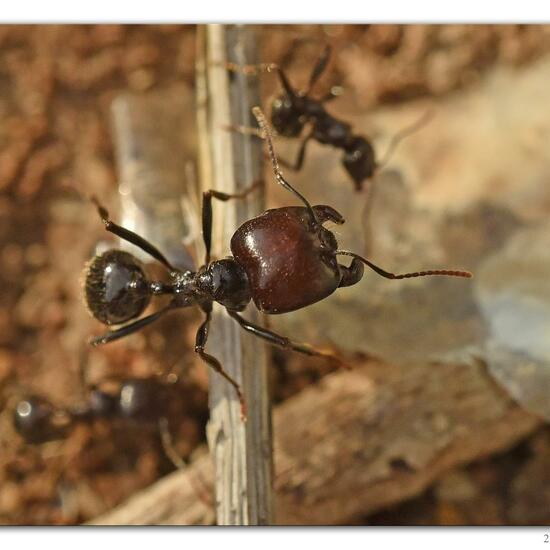 Messor barbarus: Animal in habitat Rock areas in the NatureSpots App