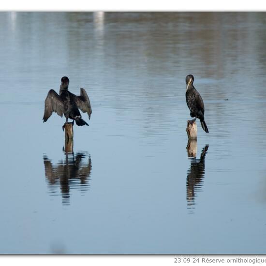 Phalacrocorax carbo carbo: Tier in der Natur in der NatureSpots App