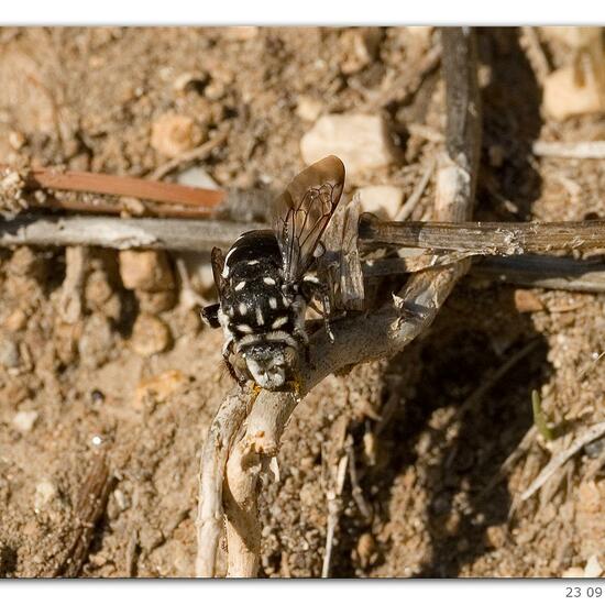 Thyreus ramosus: Tier im Habitat Hinterhof in der NatureSpots App