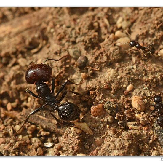 Messor barbarus: Animal in habitat Rock areas in the NatureSpots App