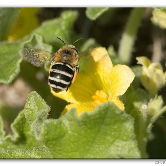 Amegilla quadrifasciata: Tier im Habitat Hinterhof in der NatureSpots App