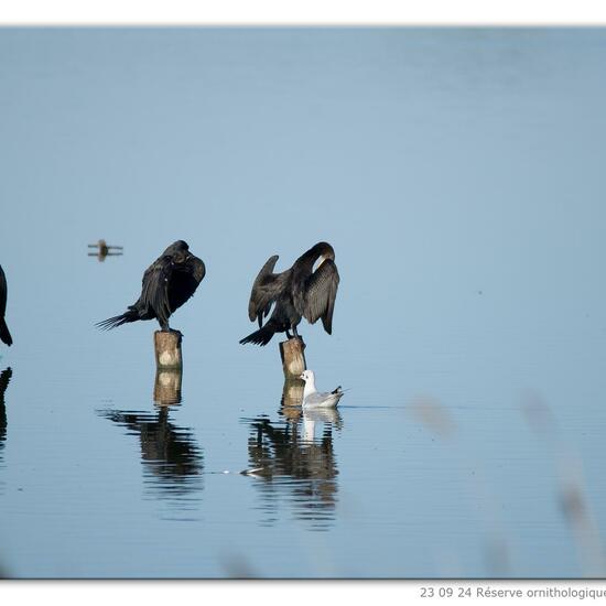 Phalacrocorax carbo carbo: Tier im Habitat Habitat manuell eingeben in der NatureSpots App