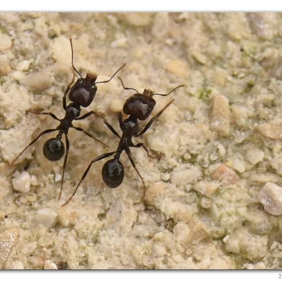 Messor barbarus: Animal in habitat Rock areas in the NatureSpots App