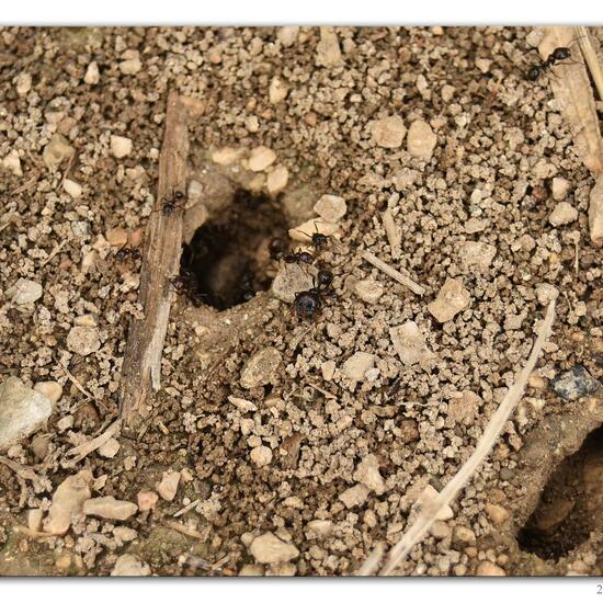 Messor barbarus: Animal in habitat Rock areas in the NatureSpots App