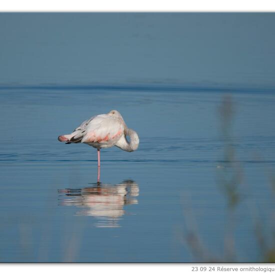 Greater Flamingo: Animal in nature in the NatureSpots App