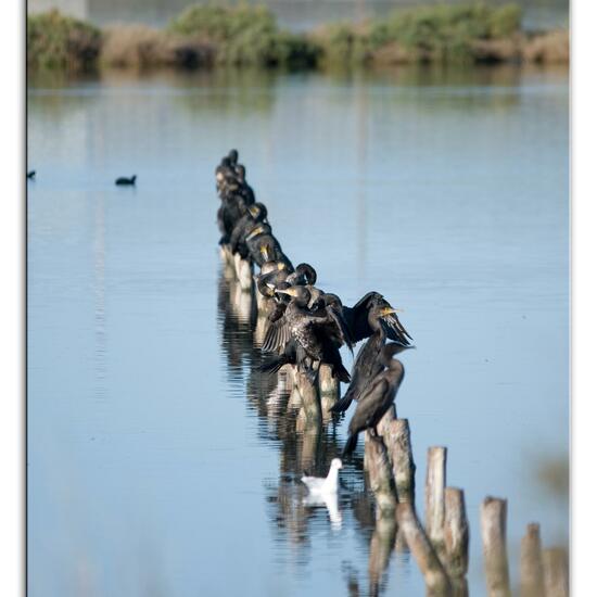 Phalacrocorax carbo carbo: Tier im Habitat Habitat manuell eingeben in der NatureSpots App