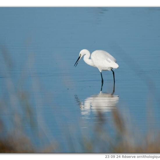 Little Egret: Animal in nature in the NatureSpots App