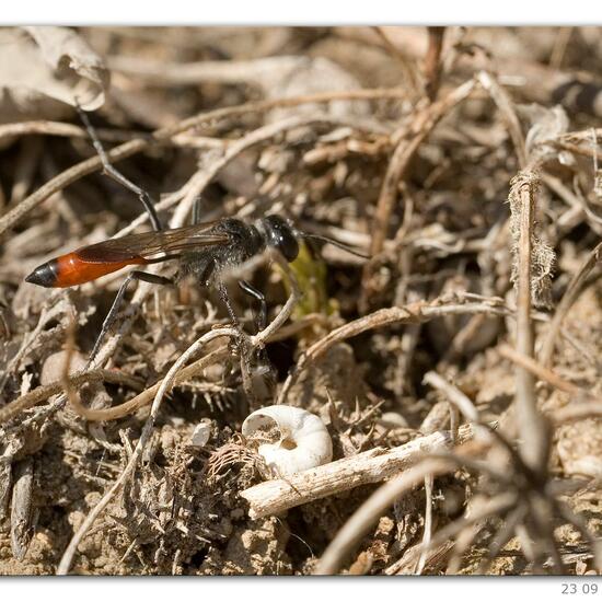 Gemeine Sandwespe: Tier in der Natur in der NatureSpots App