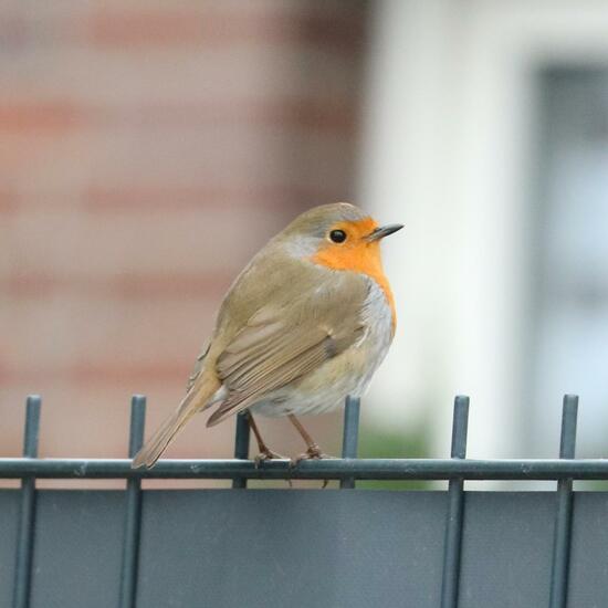 Rotkehlchen: Tier im Habitat Garten in der NatureSpots App