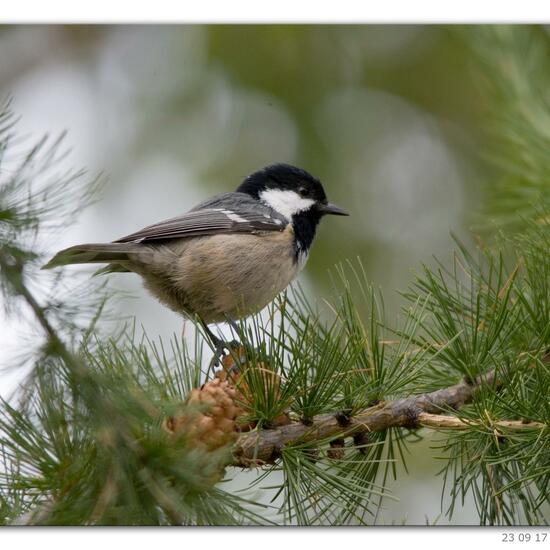 Periparus ater: Animal in habitat Rock areas in the NatureSpots App