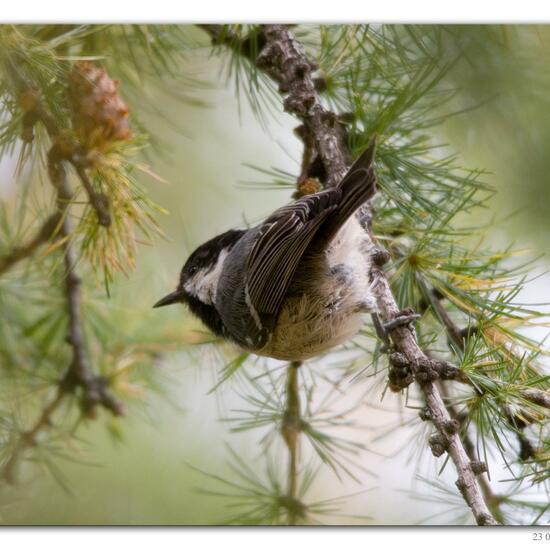 Tannenmeise: Tier im Habitat Felsgebiet in der NatureSpots App