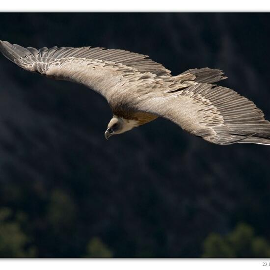 Griffon Vulture: Animal in habitat Rock areas in the NatureSpots App