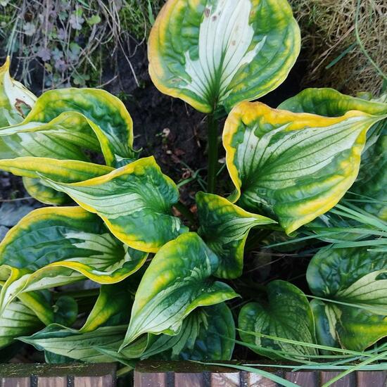 Hosta: Plant in nature in the NatureSpots App