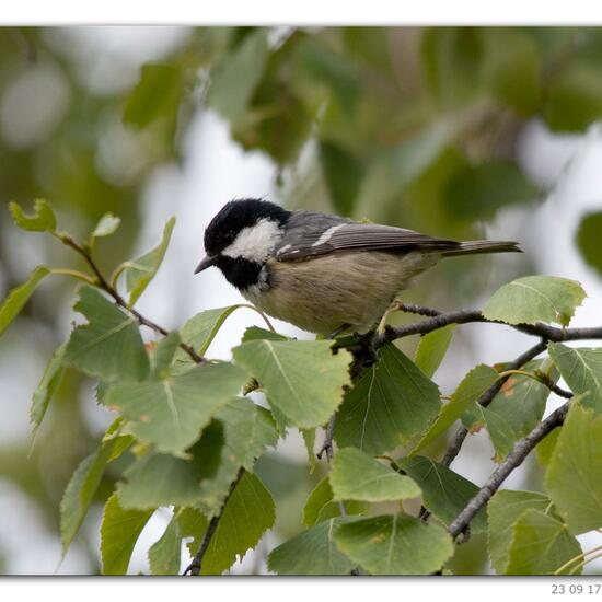 Periparus ater: Animal in habitat Rock areas in the NatureSpots App